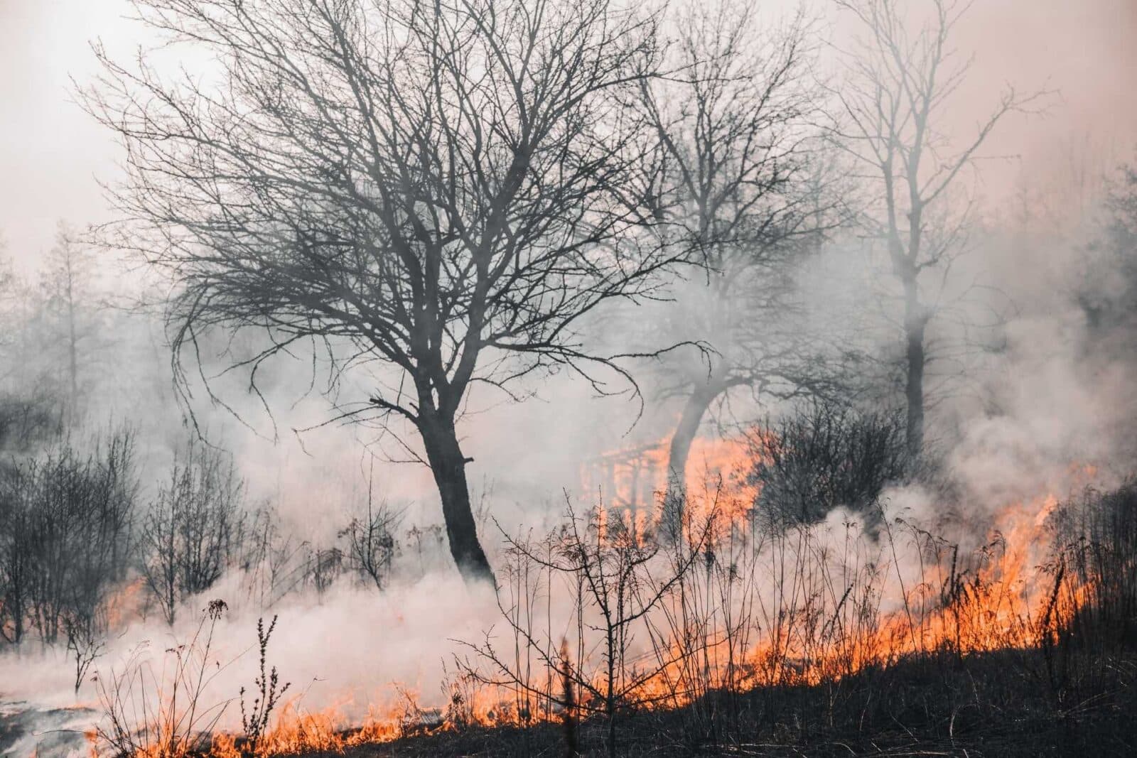 A blackened tree in a field surrounded by wildfire and smoke.