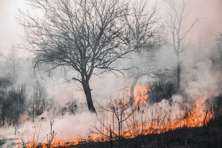 A blackened tree in a field surrounded by wildfire and smoke.